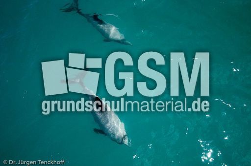 Hector-Delfin (15 von 15).jpg